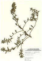 藏品(裂葉月見草)的圖片